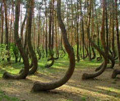 На западе Польши, недалеко от города Грыфино около 400 деревьев растет с изгибом в 90 градусов у основания их стволов. Мало того, все деревья изогнуты в сторону севера.