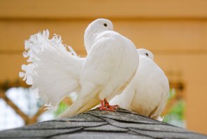 Я не отрицаю, что использую фотошоп - и почти все используют. Но фотошоп - это не инструмент для пачканья фотографии грязными фильтрами. 
На мой вкус без грязного фильтра было бы лучше - но, сами понимаете, на вкус и цвет.... 
Орла я тоже фотографировала в клетке и догоняла фотошопом свет.