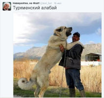 У нас был в Туркменистане такой алабайка :)
Дед рассказывал - натягивал цепь и башкой резко дергал. Потом с места через почти трехметровый забор перемахивал. Это он гулять ходил :) А уж сколько волков погрыз - со счета давно сбились.