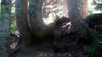 на Кавказе тоже такой есть, и даже загадочнее, заросший...