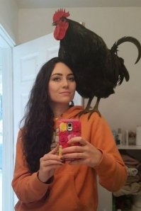 Петух на курице.