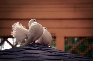Хорошие фото. 
Но для примера, вот я снял птичек: 
 Как по мне, так птичка с элементарной обработкой в контакте выглядит лучше, чем без обработки. Потому как поймать правильное освещение в этом случае было невозможно, снимал через решётку клетки, а так фильтры корректируют изображение. 
 Да что там говорить, почти все фотографы юзают фотошоп, исходники уже почти никто не выкладывает