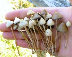 Вот классные грибочки