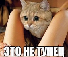 Этот кот повсюду :)