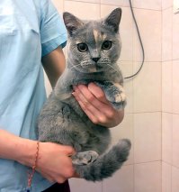 Посмотрела цены, от 5 до 25 тыс, невелика цена за жизнь животного. И больше тратили. Девушка не сама делала операцию, так что наверняка тоже платила.
 PS Кошку на фото рекомендовали усыпить 4 ветеринара, якобы такую патологию исправить нельзя. Сейчас жив и здоров.