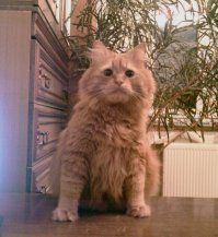 Дети выросли, да и внуки уже не маленькие...А, да, КОТ!
Так вот - кот НЕ проявляет НИКАКОГО интереса к туалетной бумаге. Равно как и к проводам (коих везде полно). Равно как и к туевой хуче кошачьих игрушек. Аккуратен. Исполнителен. Истинный ариец. Связей, порочащих его, не имел.