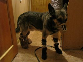 Я своего зимой в носочках выгуливал, потому что погуляет по снегу пару минут и ложится - настолько лапы замерзали. Приходилось домой на руках относить, а ведь дела он свои не успевал доделать. А в носочках кайф, гуляли как положено.