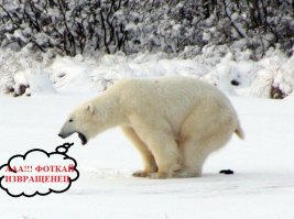 Взволнованный медведь 