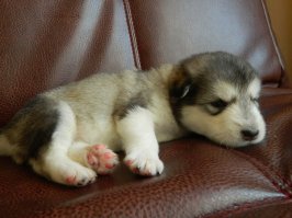 у меня тоже волк живет )))