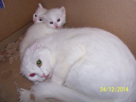 Дикая шотландская кошка с котенком