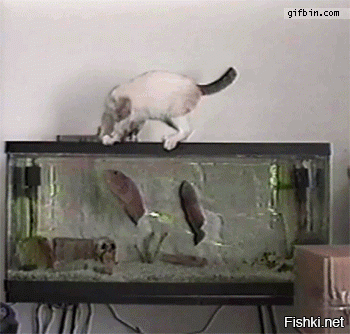А вот наоборот, рыба напала на кота. По крайней мере напугала его.