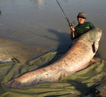 Таких сам не ловил, но как-то на 350 кг не похоже ;)
Вот сом "всего" на 114 кг    
Умножим Вашего в ТРИ РАЗА???