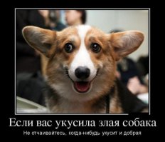 Собаки до и после стрижки