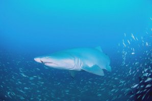 из личного. 2013 год, северная Каролина. Ныряли на U-352. Эта красавица выплыла на нас. Фото моего товарища, который шел рядом. Это Sand Tiger Shark. до людей ей никакого дела нет, если за хвост не дергать