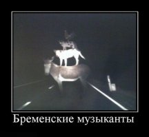 Эти животные такие разные! И все же они - неразлучные друзья!