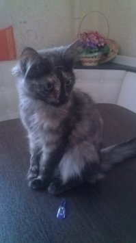 Тоже подобрали три недели назад, в Питере, в ошейнике была, но по объявлению никто не откликнулся. Живет вот теперь, назвали Чуня.