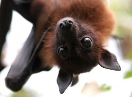 Была ''летучая'', а стала ''плавучая''