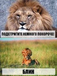 Собаки до и после стрижки