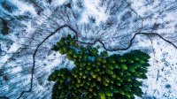 Категория «Природа»
1 место. «Кусочек сосен в лесу Калбирис, Дания». Автор - Mbernholdt