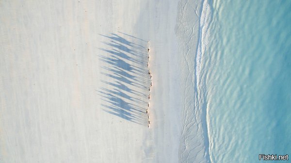 Категория «Путешествия»
2 место. «Верблюды в цепочке на пляже Cable Beach, Нассау, Багамские острова». Автор – Тодд Кеннеди