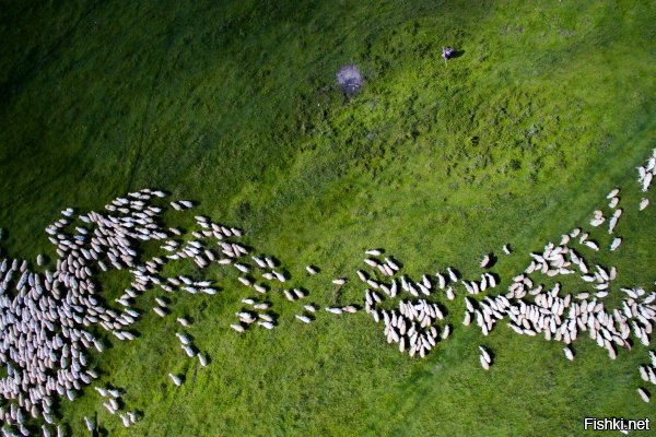 2 место. «Скопление овец, Венгрия». Автор – Шаболж Игнац