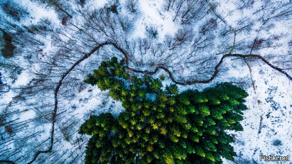 Категория «Природа»
1 место. «Кусочек сосен в лесу Калбирис, Дания». Автор - Mbernholdt