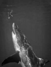 10 примеров того, как фотографы поймали «удачный» момент