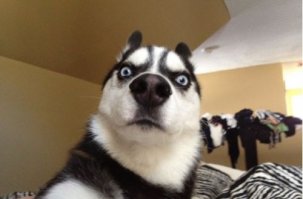 что я только что прочитал?