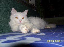 Здравствуйте!Погибли почти все...