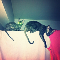 Мои инопланетяне.