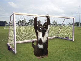 Кошка по прозвищу Goalkitty