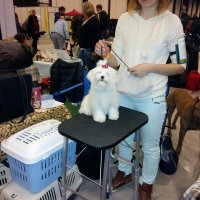 Собаки до и после стрижки