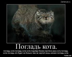 Сибирские манулы покорили иностранцев 