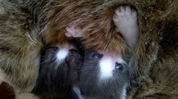 Маленькие пушистые сорванцы, без которых жизнь была бы ужасно скучной