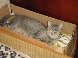 Моя котейка:)