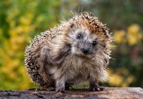 Ежи! Это, Ежи Буховски !