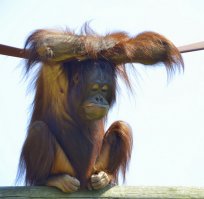 20 животных, которые тоже ненавидят понедельники