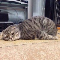 Именно такой взгляд  у меня , когда утром в понедельник смотришь на часы и понимаешь , что трудовая неделя началась и тебе пора вставать.