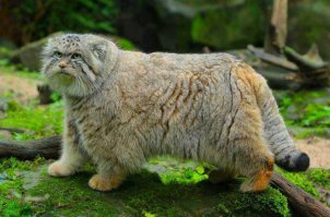 Когда кот самый главный в доме