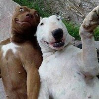 Левая собачка :)
