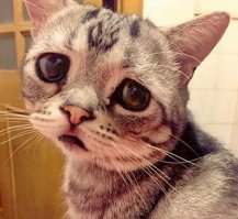 20 животных, которые тоже ненавидят понедельники