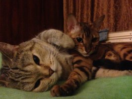 это очень многое объясняет))) не забудете, сейчас же смогли донести всё, и у меня нет вопросов)

у меня вторая кошка полная противоположность первой