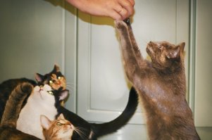 Наши попрошайки и бандиты :)