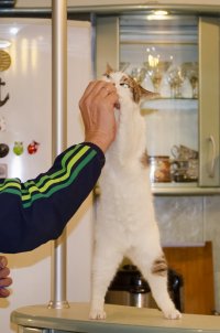 Наши попрошайки и бандиты :)