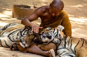 Шикарные фото!!! Браво!!!Только малыша жаль,которого анаконда укусила.
Добавлю идиллии человека с природой.