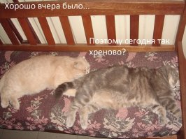 20 животных, которые тоже ненавидят понедельники