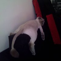20 животных, которые тоже ненавидят понедельники