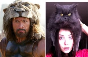 19 фотографий, после просмотра которых вы тоже решите положить кота себе на голову