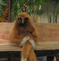 20 животных, которые тоже ненавидят понедельники