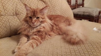 У меня тоже есть пушистая морда)))